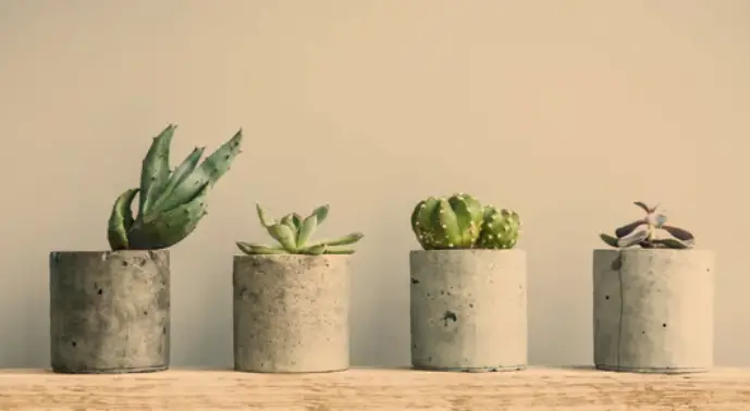 Succulent Care 101: A Beginner’s Guide to Thriving Succulents