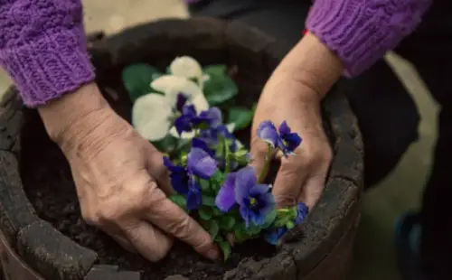 When To Start Pansy Seeds For Fall
