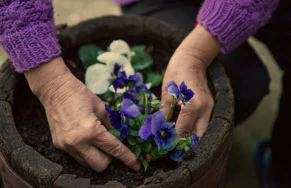 When To Start Pansy Seeds For Fall Display?