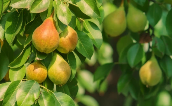 Pear Trees