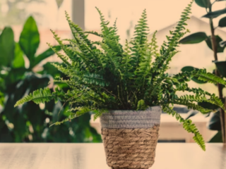 Best Humidifying Plants