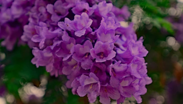  African Violet Plants