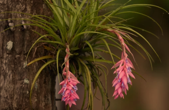 Air Plant Watering