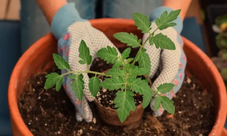 Choosing the Right Pot Size for Your Tomatoes