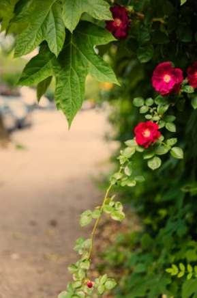  Fast-Growing Climbing Plants for Fences