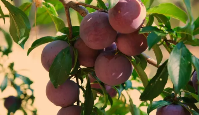 Arkansas Black Apple Trees: Characteristics and Growing Tips