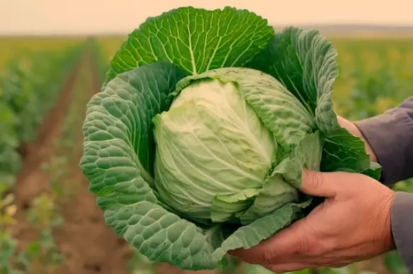Dirtgreen.com - Everything Around The YardHow to Determine When Cabbage is Ready to Harvest