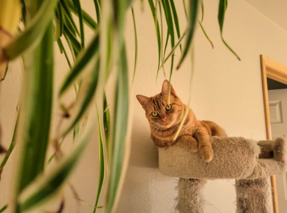 Are Spider Plants Poisonous to Cats