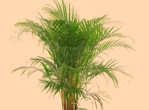 Best Humidifying Plants