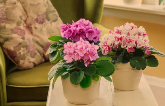  African Violet Plants