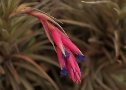 Air Plant Watering