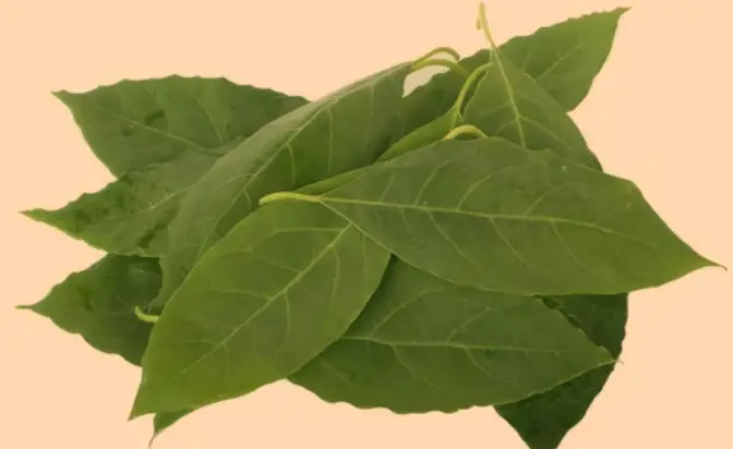 Dirtgreen.com - Everything Around The YardThe Surprising Benefits and Uses of Avocado Leaves