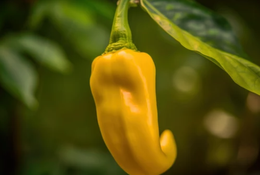 Banana Pepper Plant