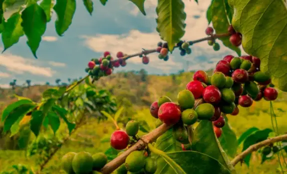 Coffee Bean Trees