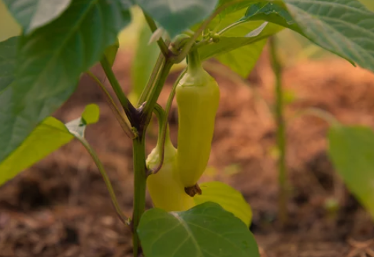 Banana Pepper Plant