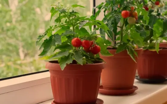 Right Pot Size for Your Tomatoes