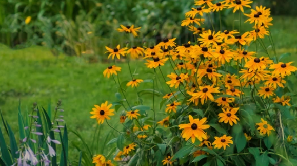 Planting Black-Eyed Susans