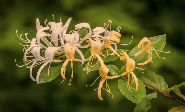  Fast-Growing Climbing Plants for Fences