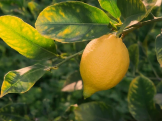Is Lemon a Fruit or Vegetable