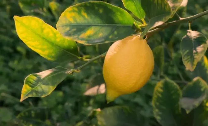 Is Lemon a Fruit or Vegetable