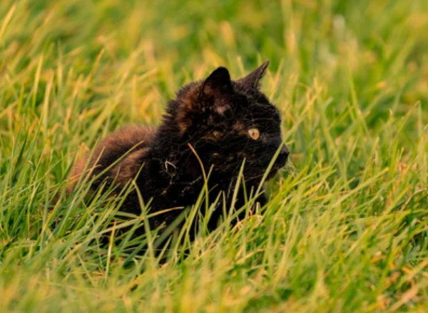 Are Spider Plants Poisonous to Cats