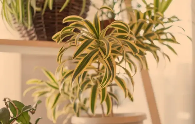 Dirtgreen.com - Everything Around The YardBest Humidifying Plants: Green Solutions for Indoor Air Quality
