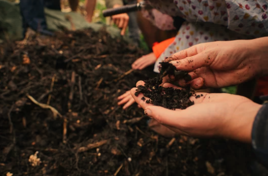 Best Fertilizer for Your Vegetable Garden