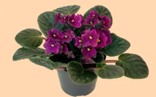  African Violet Plants