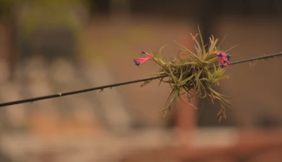 Air Plant Watering