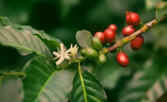 Dirtgreen.com - Everything Around The YardCoffee Bean Trees Around the World: A Global Tour of Cultivation