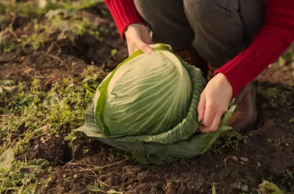 How to Determine When Cabbage is Ready to Harvest