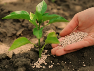Best Fertilizer for Your Vegetable Garden