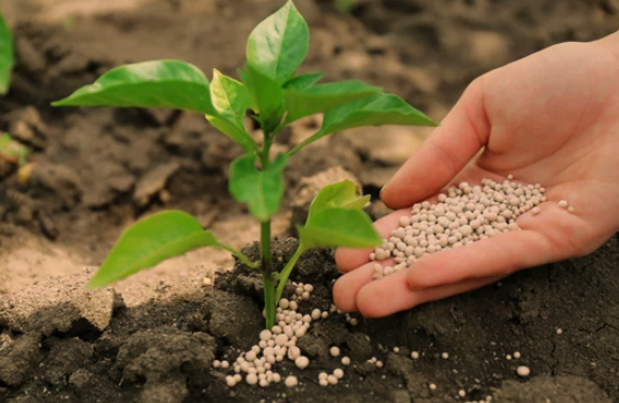 Choosing the Best Fertilizer for Your Vegetable Garden