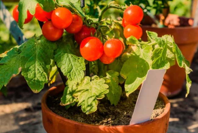 Right Pot Size for Your Tomatoes