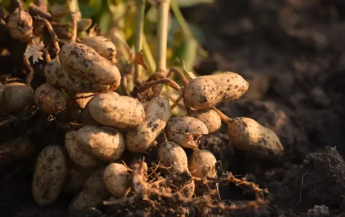 Are Peanuts Grown Underground? The Cultivation of Peanuts