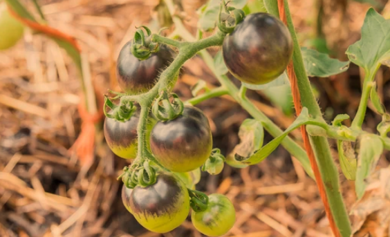 Fruits That Look Like a Tomato