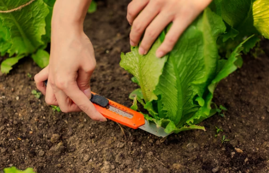 Loose Leaf Lettuce