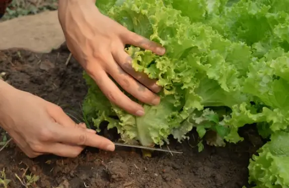 Dirtgreen.com - Everything Around The YardHow to Grow Lush Loose Leaf Lettuce at Home