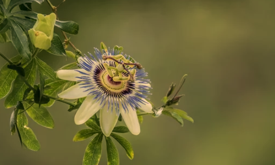  Fast-Growing Climbing Plants for Fences