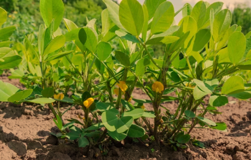 Peanut Plant