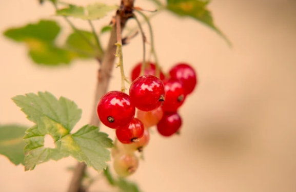 Fruits That Look Like a Tomato