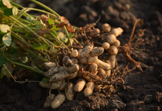 Are Peanuts Grown Underground