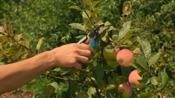 How To Grow Sweeter Peaches