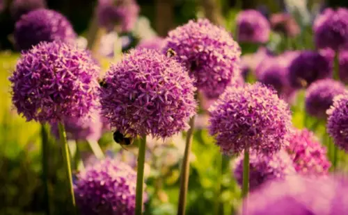 How to Planting Alliums