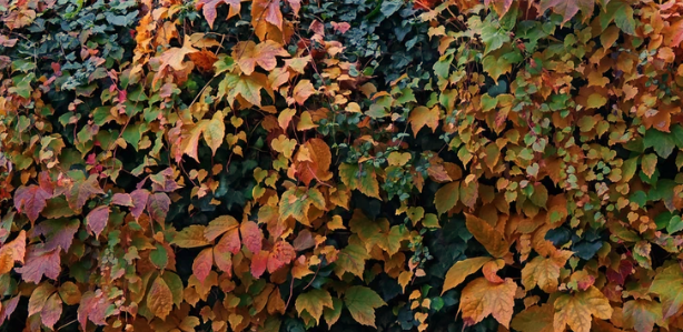 Outdoor Ivy Turning Brown