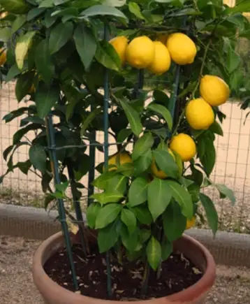 Dirtgreen.com - Everything Around The YardLemon Tree Potting: Step-by-Step Instructions for Healthy Growth