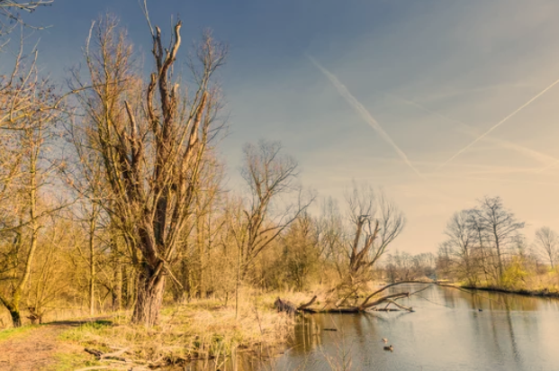 Willow Tree Dying