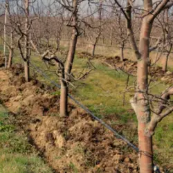 Apple Tree Fertilization
