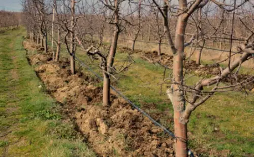Apple Tree Fertilization