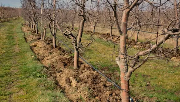Apple Tree Fertilization: Tips for a Bountiful Harvest